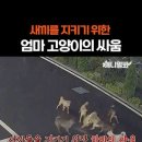 새끼를 지키기 위한 엄마 고양이의 싸움 이미지