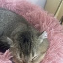 냥이는꿀꿀 이미지