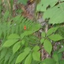 석산약바람산촌생태마을 이미지