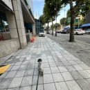 도그도그펫 | 도그워커 후기 : 펫시터 강아지 산책 알바 후기 및 수익