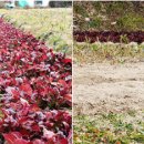 한우생고기 이미지