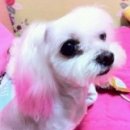 뷰티펫 하우스 이미지