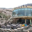 청매실농원 이미지