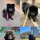 DOG사랑 | 반려견 하네스 추천 분독 (boon dog) 사용 후기