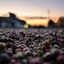 커피달콩 이미지