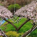 단비꽃농원 - 과천시 곱돌머리길 28 | 단비꽃농원