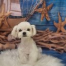 속초애견 더 이쁘개 이미지