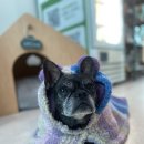 한라마테우리 이미지