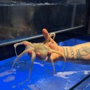 참이슬식당 | [부산 중구] 남포동 제철 해산물 맛집 / 박수식당 후기