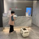 지행메디컬센터 앞 | 고양이 방광염-기흥/동백 24시 동물병원 쓰담쓰담 후기: 퇴원시 불친절