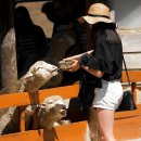 마시따루 이미지