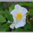 하늘꽃민박 이미지