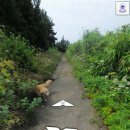 강아지와 산책 이미지