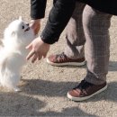 토리네 수제간식 이미지