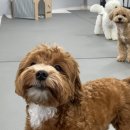 새롬애견 이미지