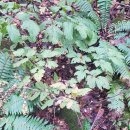 설악산오색마을 이미지