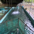 오송송어장 이미지