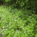 숲에서 과거로 회귀 [25 05 24 (120)경북봉화 달바위봉] 이미지