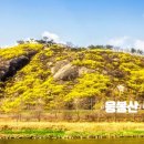 지도 왕벚나무길 이미지