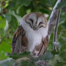 Barn Owl (가면 올빼미) 이미지