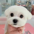 그루밍_light 이미지