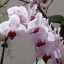 난꽃