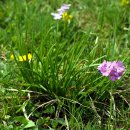 프리뮬라 파리노사(Primula farinosa) 이미지