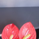 백향목약국 이미지