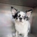 부개파출소 이미지