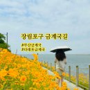 부산가볼만한곳 부네치아 장림포구 금계국 명소