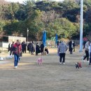 펫빌리지 이미지