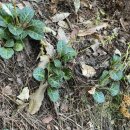 노루발타이어 이미지