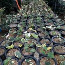 동백농원 이미지