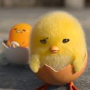 뭉이네 수제간식 이미지