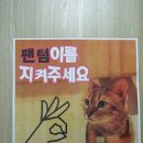 다락방고양이 이미지