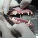 카페거리 동물병원 동행 이미지