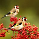 행복의아침 이미지