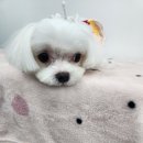 체인지펫미용 이미지