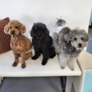 리츠펫 강남세곡점 이미지