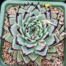 위너스타 이미지