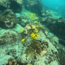 삼남매 염소농장 | [Honeymoon]Hawaii🌺 : 2번 빅아일랜드섬 3박4일