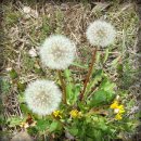 민들레홀씨 이미지