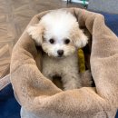 메르시동물병원 이미지