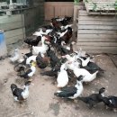 매송농장 이미지