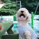 빅토리애견 이미지