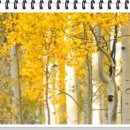 자작나무 이미지