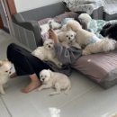 위드펫홈 이미지