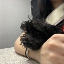 심바동물병원 이미지