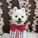 머스크멜로우 이미지
