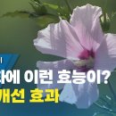 무궁화 다이어트 방법